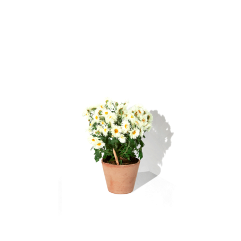 SPROUT Blyant med kort - Print-Tusindfryd