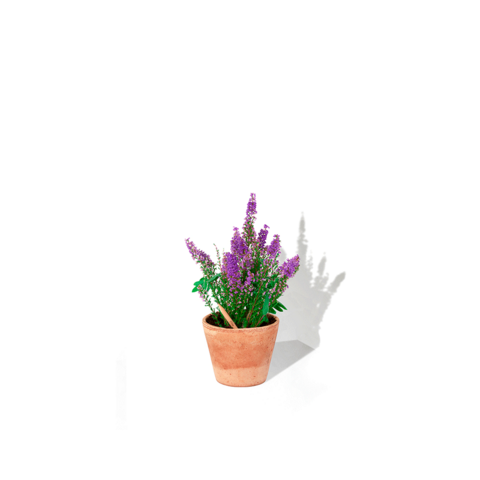 SPROUT Blyant med kort - Print-Chia