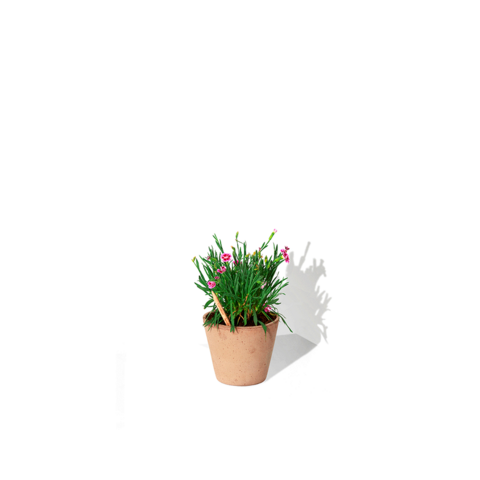 SPROUT Blyant med kort - Print-Have Nellike