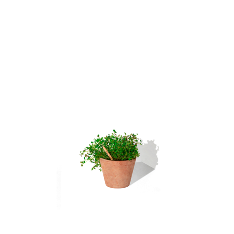 SPROUT Blyant med kort - Print-Timian