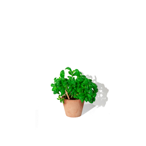 SPROUT Blyant med kort - Print-Basilikum