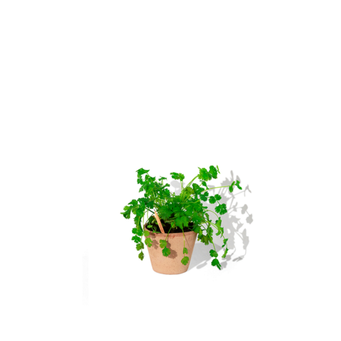 SPROUT Blyant med kort - Print-Koriander