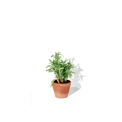 SPROUT Blyant med kort - Print-Salvie